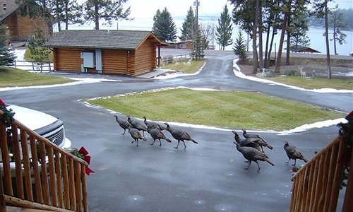 Отель Somers Bay Log Cabin Lodging Экстерьер фото